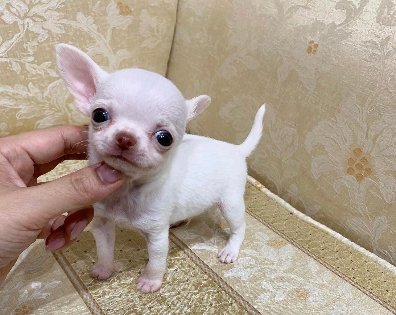 White teacup chihuahua puppy