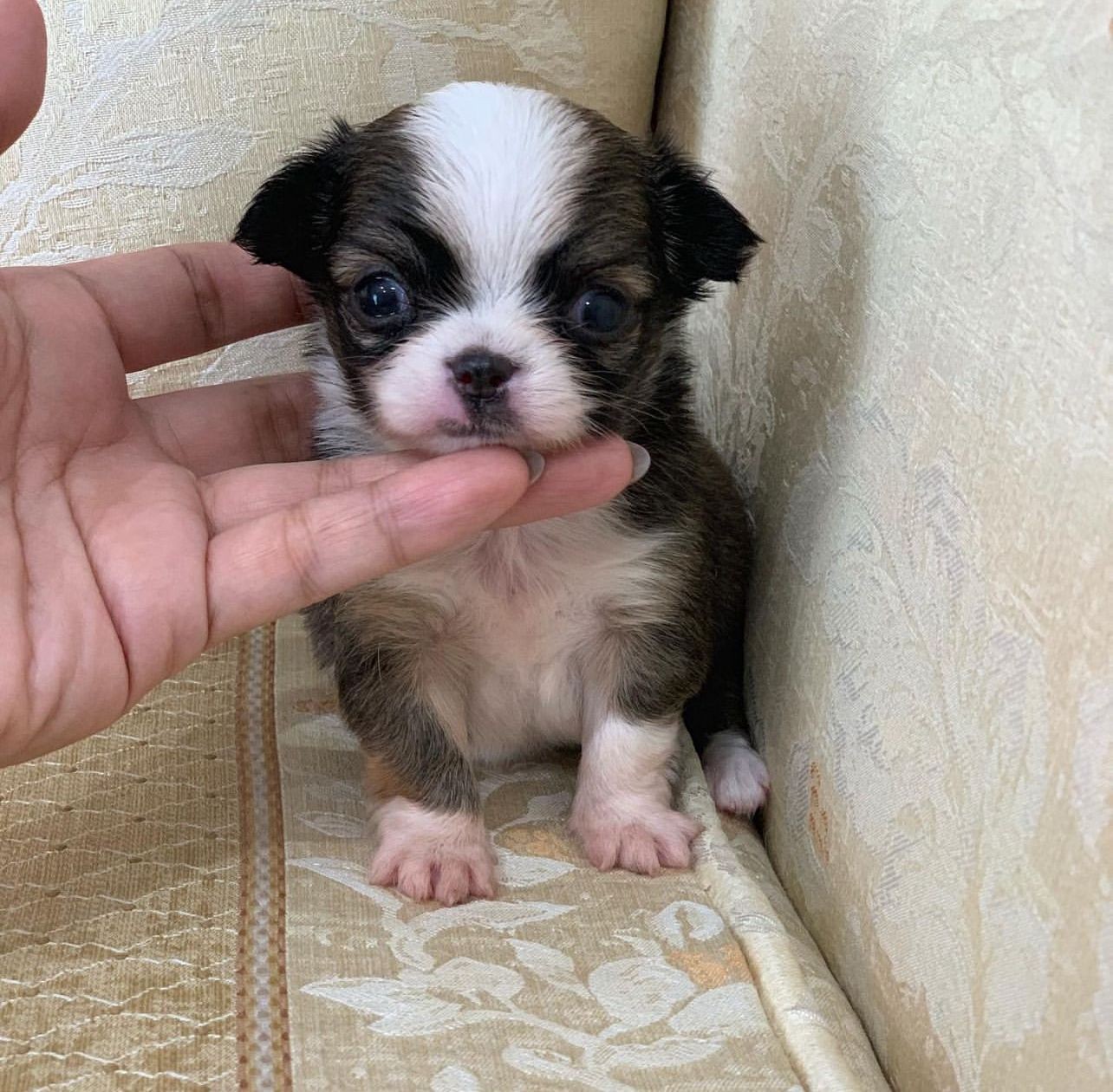 Teacup chihuahua puppy