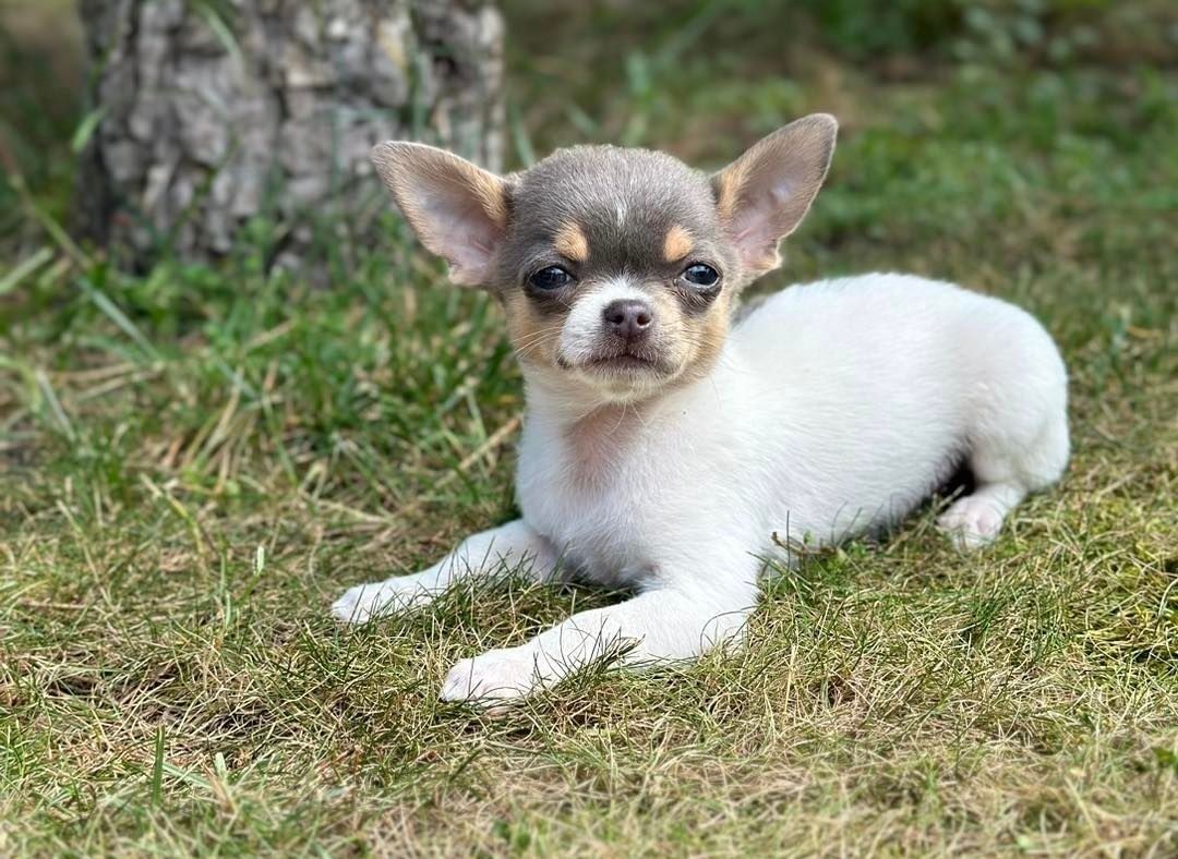 White and grew chihuahua puppy