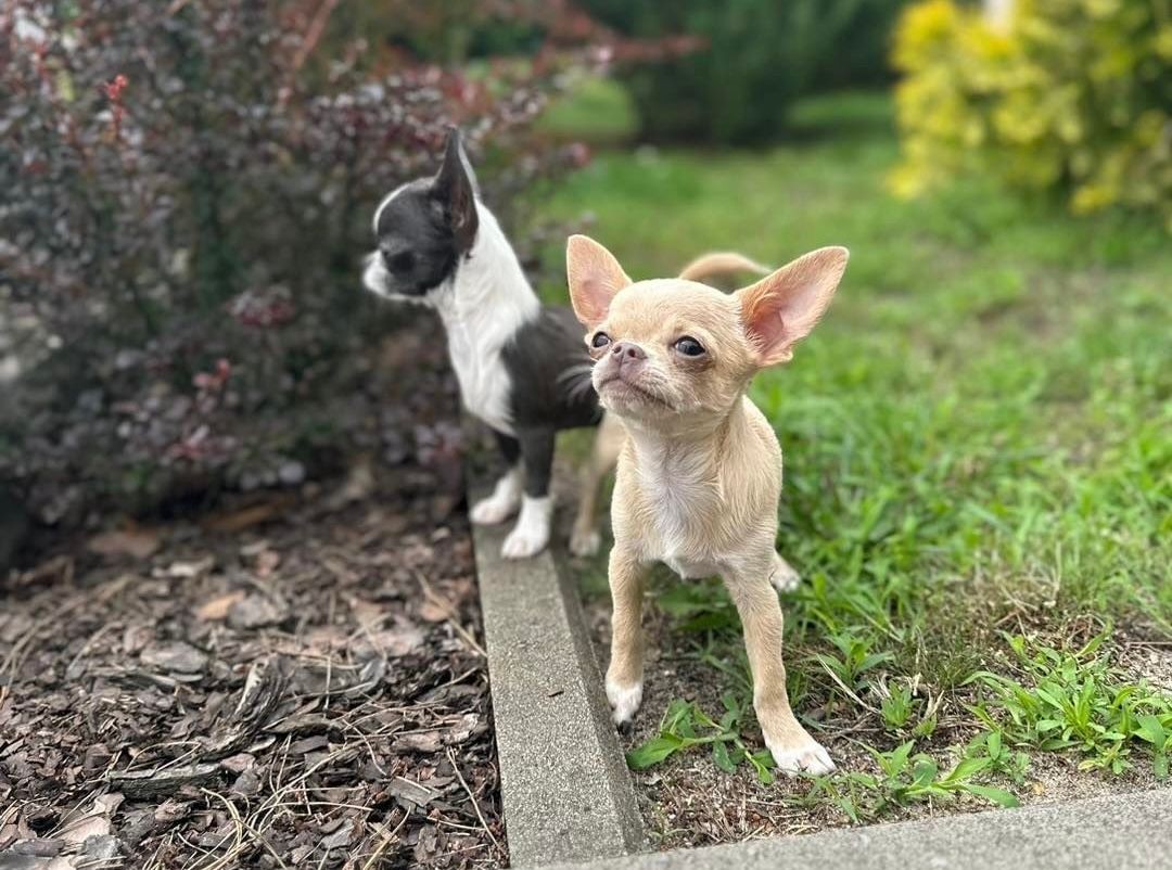 Brown chihuahua puppy for sale