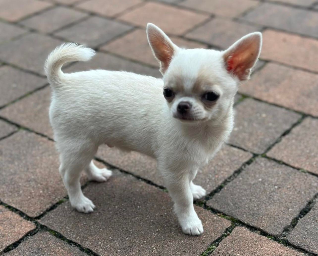 White chihuahua puppy 