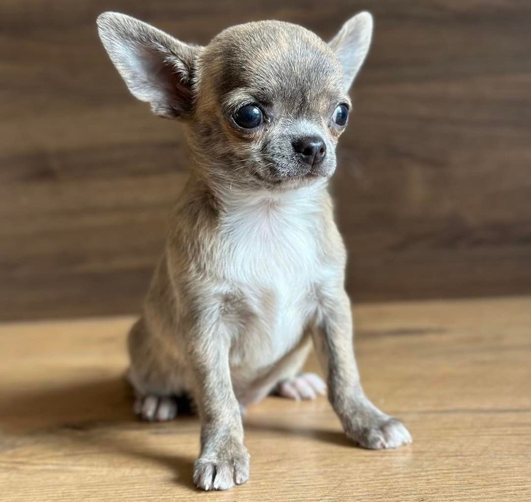 Blue chihuahua puppy available 