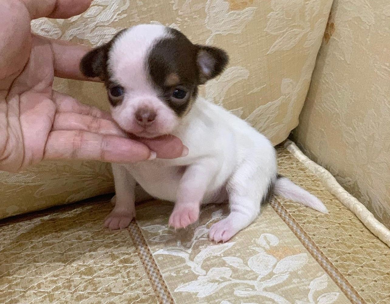 blue teacup chihuahua puppy available for sale 