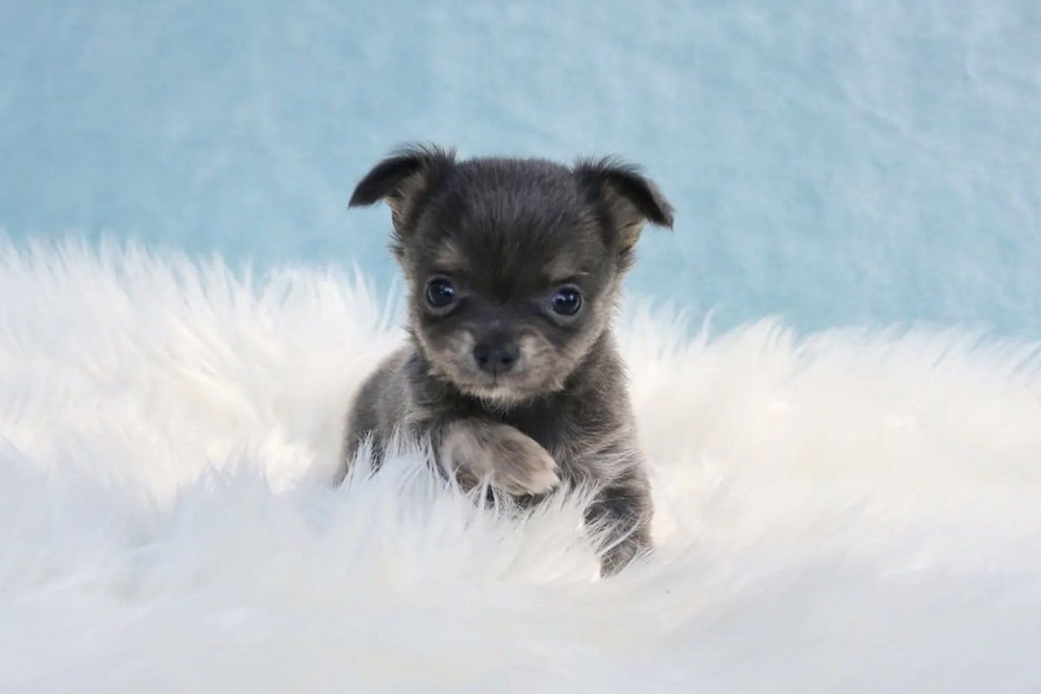 Long dark hair teacup chihuahua puppy for sale 