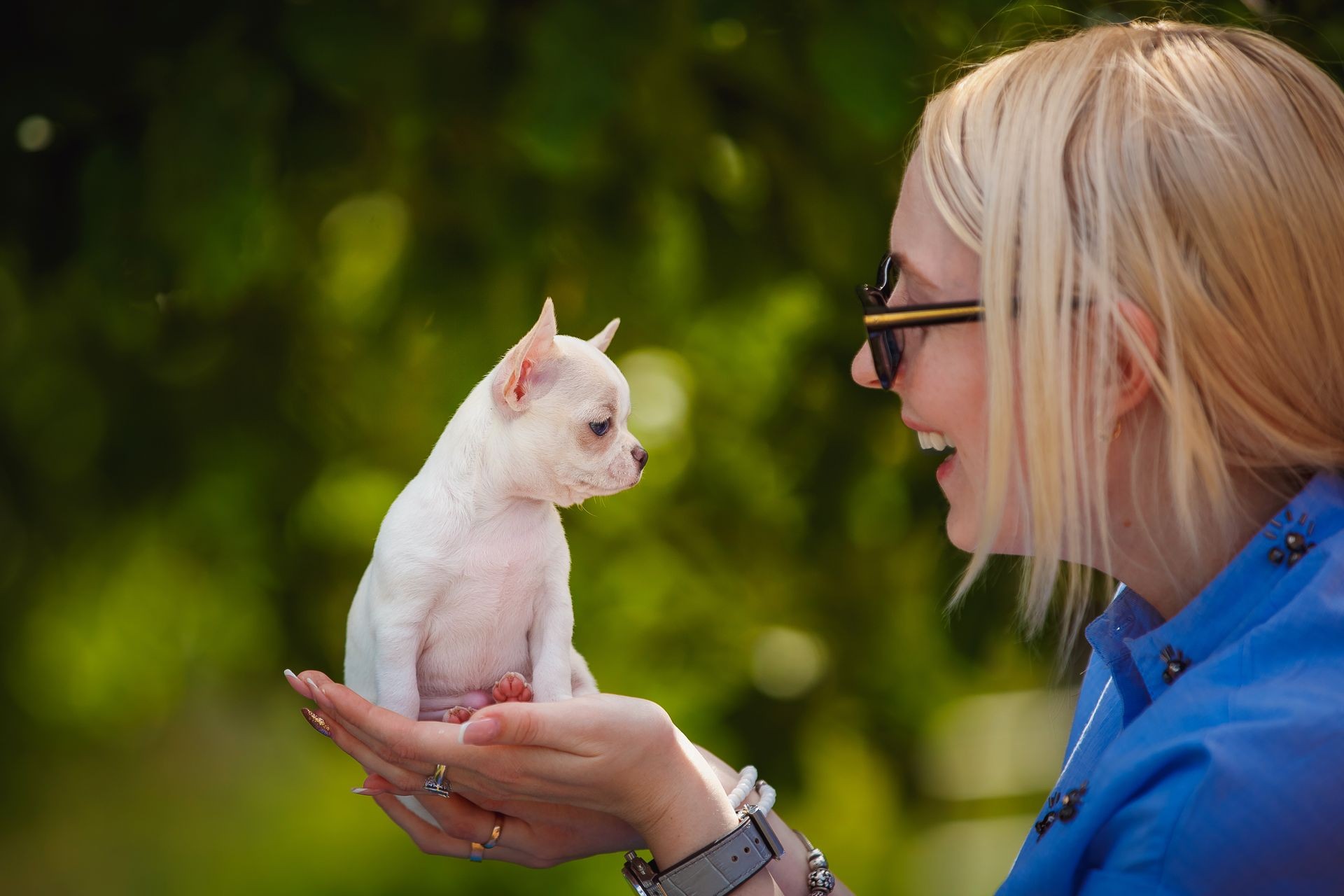 The woman was given a dog. Emotions of joy. Chihuahua puppy.
