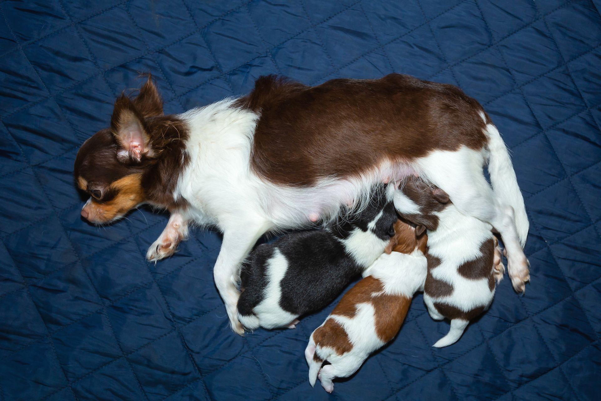 Chihuahua cute puppy 3 dogs,sleep mattress blue,puppies are drinking breast-milk from their mother dog.