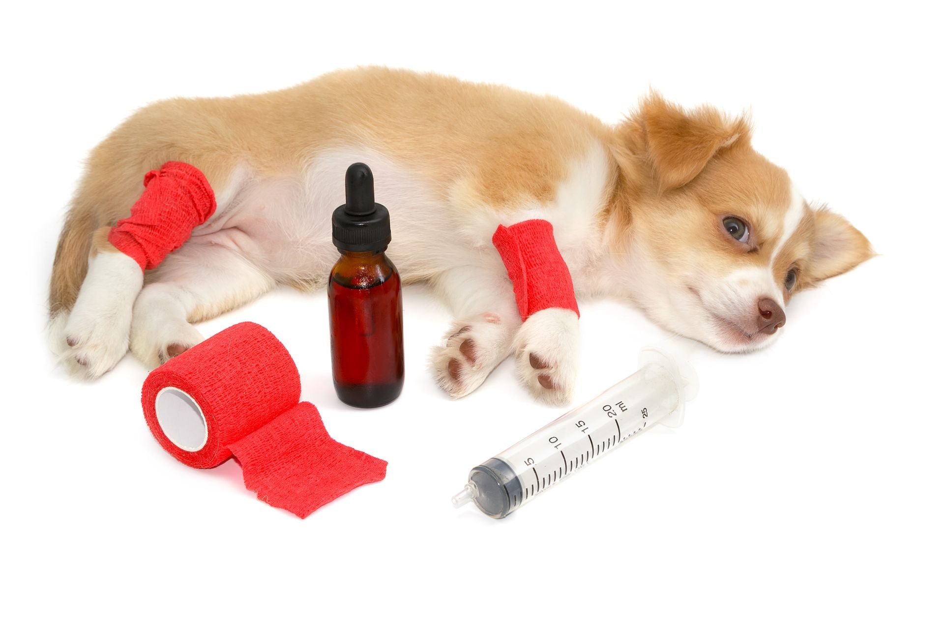  Elastic bandage on chihuahua dog's leg on white background